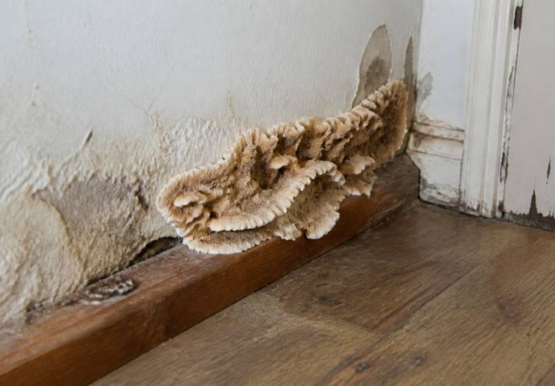 Champignon bois maison : comment l’identifier et le traiter efficacement