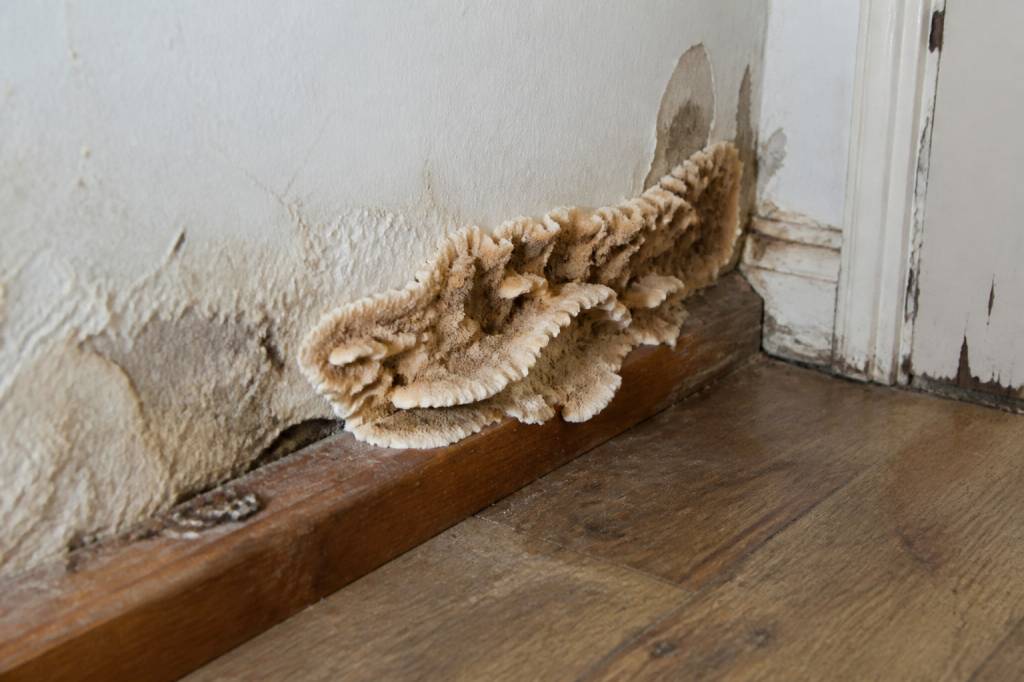 Champignon bois maison : comment l’identifier et le traiter efficacement
