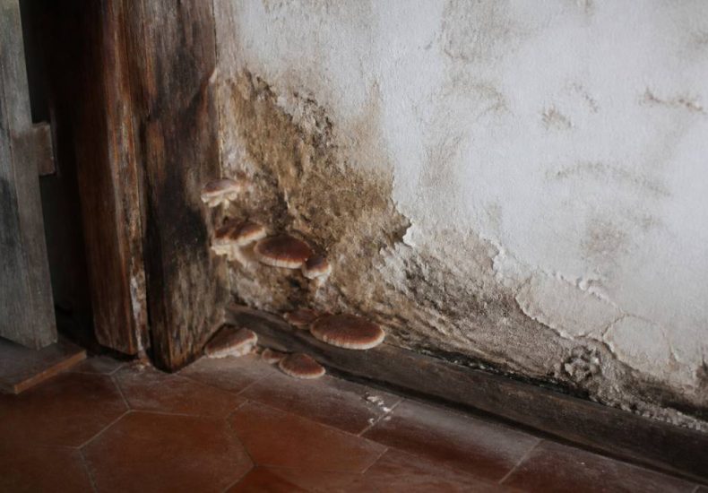 Champignon du bois dans les maisons : comment le détecter et le traiter