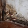 Champignon du bois dans les maisons : comment le détecter et le traiter