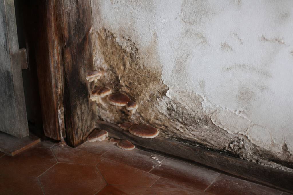 Champignon du bois dans les maisons : comment le détecter et le traiter
