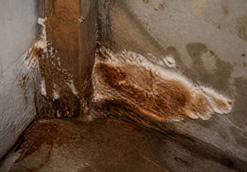 La merule maison : comment la détecter et la traiter efficacement