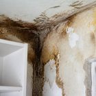 La merule c est quoi et comment la reconnaître dans un logement