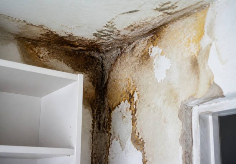 La merule c est quoi et comment la reconnaître dans un logement
