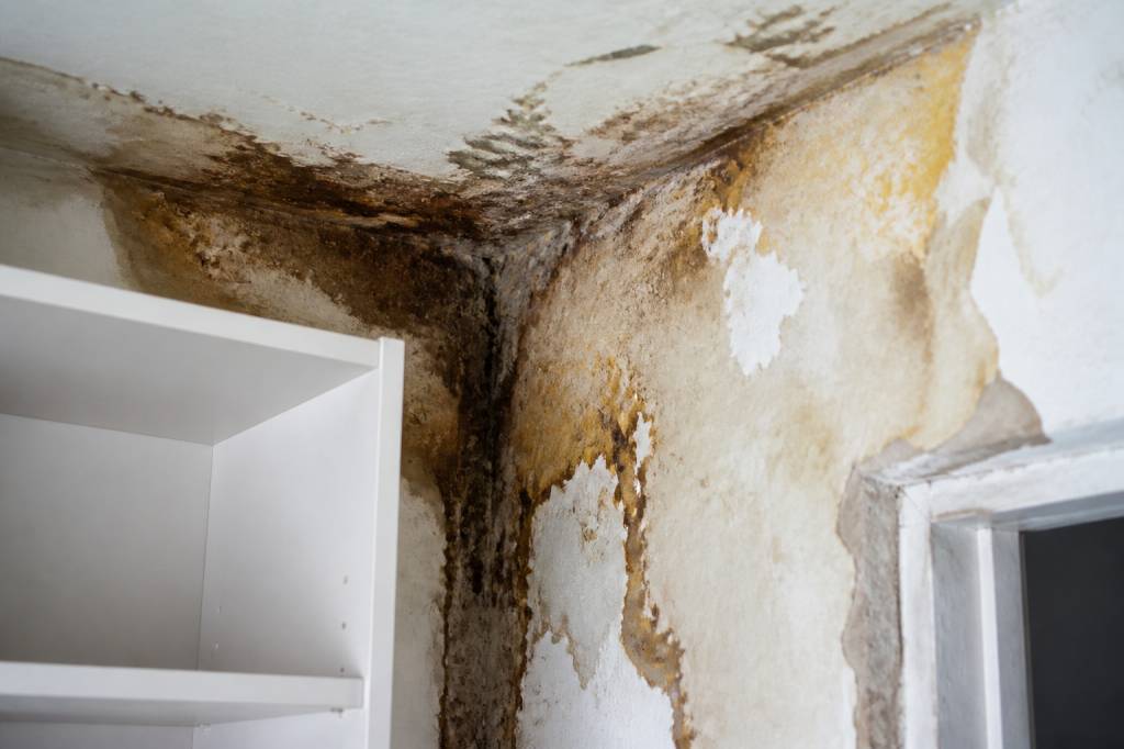 La merule c est quoi et comment la reconnaître dans un logement